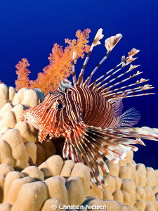 Lionfish resting in the incredible blue water of the Red ... by Christian Nielsen 